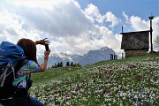 Spettacolo di crocus ai prati della Pigolotta di Valtorta il 26 aprile 2018 - FOTOGALLERY